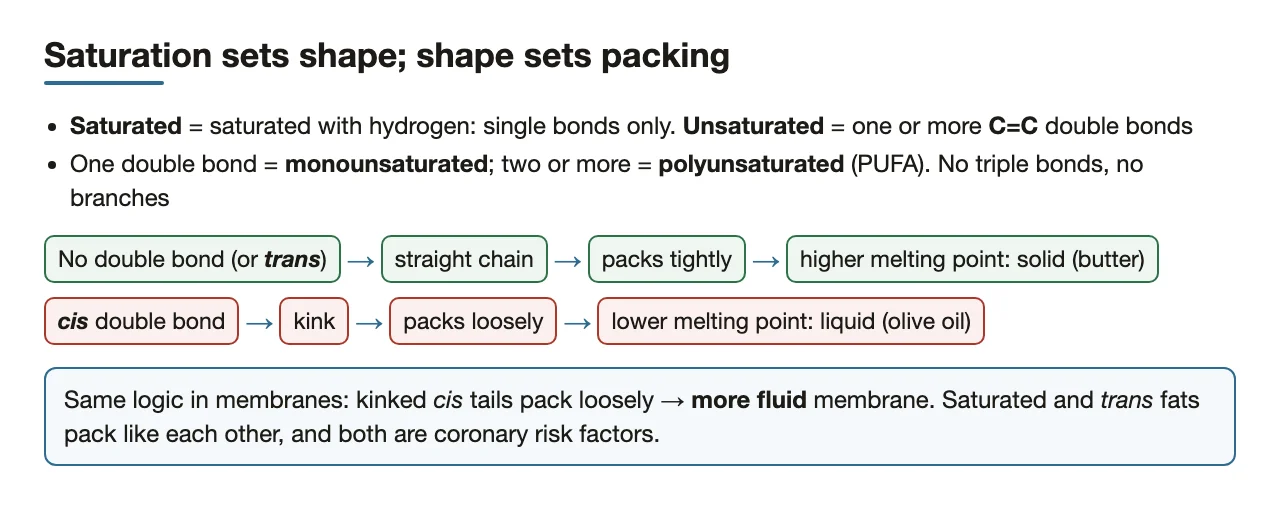 Preface: double bonds set chain shape, packing and melting point.