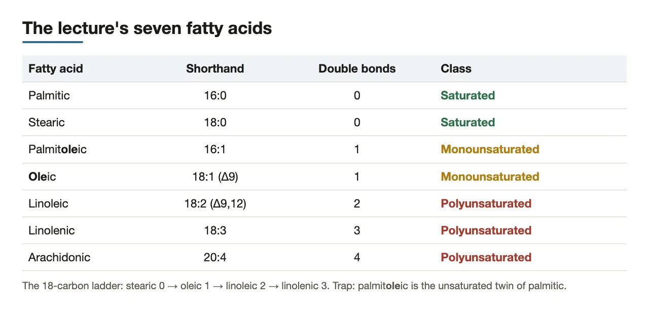 The seven lecture fatty acids: shorthand, number of double bonds and class.
