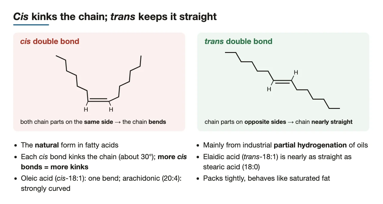 A cis double bond bends the chain; trans keeps it nearly straight.