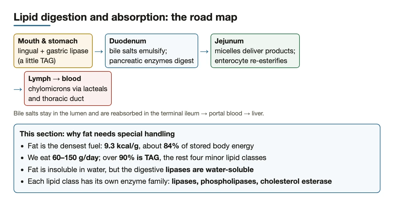 Road map of the lesson: mouth to lymph, and what makes fat hard to handle