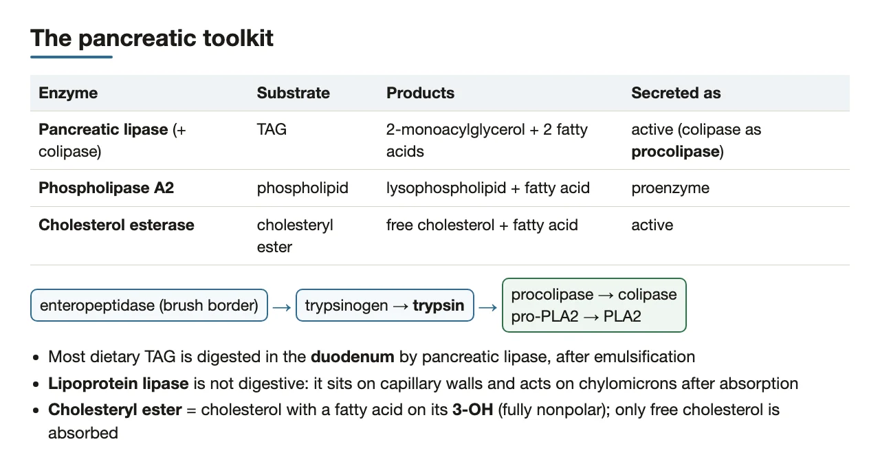Pancreatic lipase, PLA2 and cholesterol esterase; trypsin activates procolipase and pro-PLA2