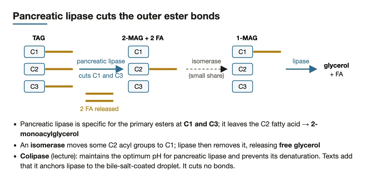 Lipase cuts C1 and C3 esters; isomerase lets a little reach glycerol