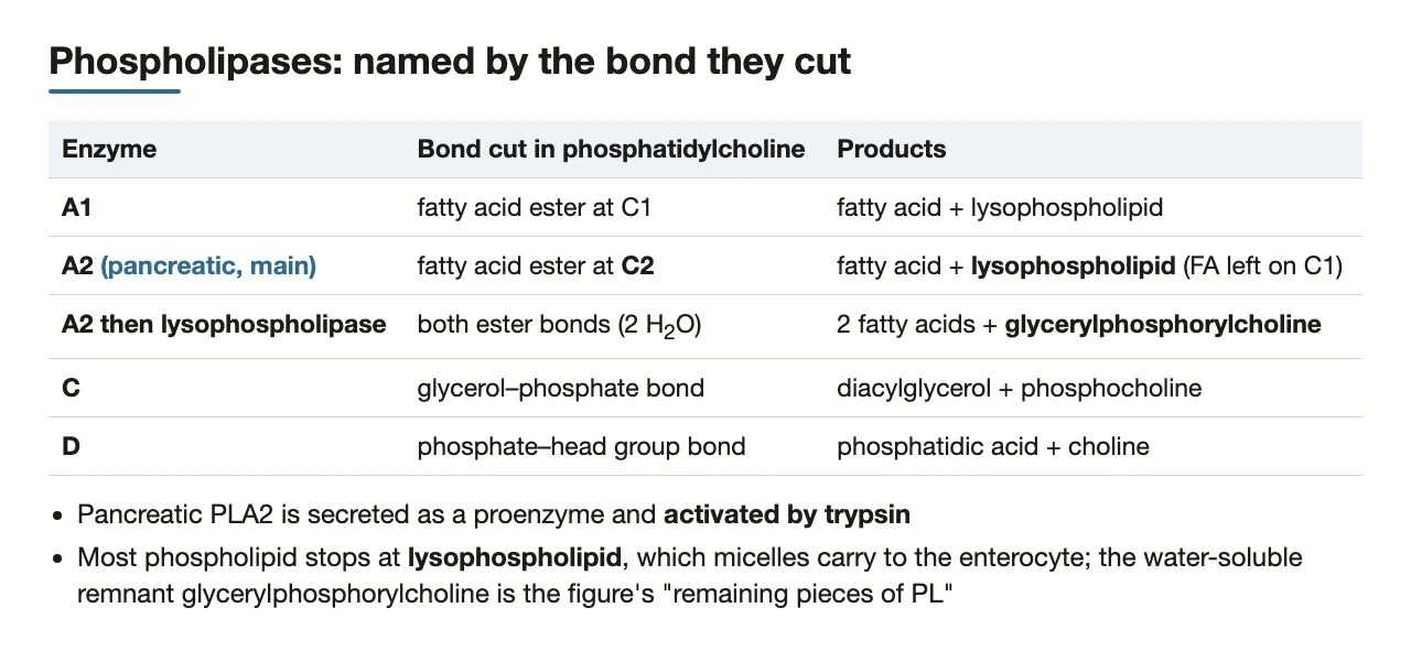 Each phospholipase and its products; both esters off → glycerylphosphorylcholine