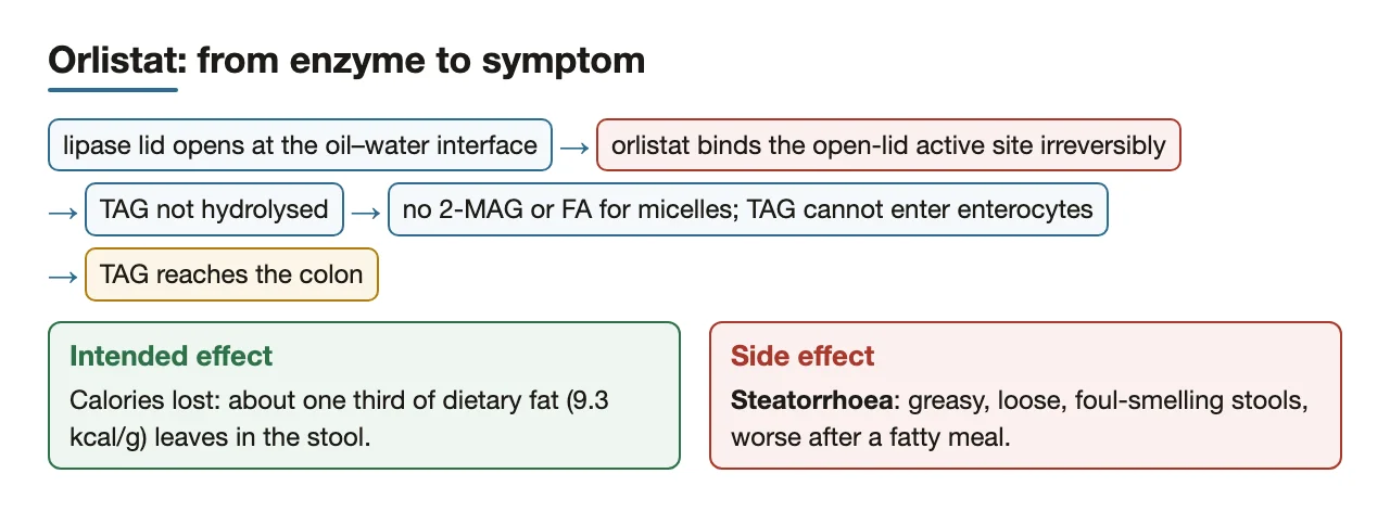 Orlistat blocks lipase → one third of fat lost → steatorrhoea