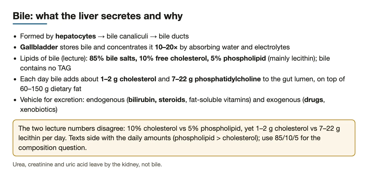 Bile: made by hepatocytes, concentrated 10–20×, its lipids and excretory role