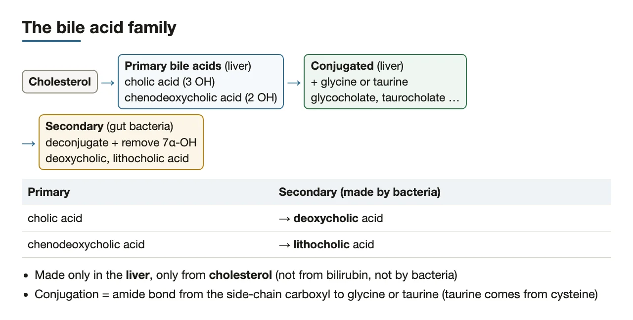Cholesterol → primary → conjugated → secondary bile acids