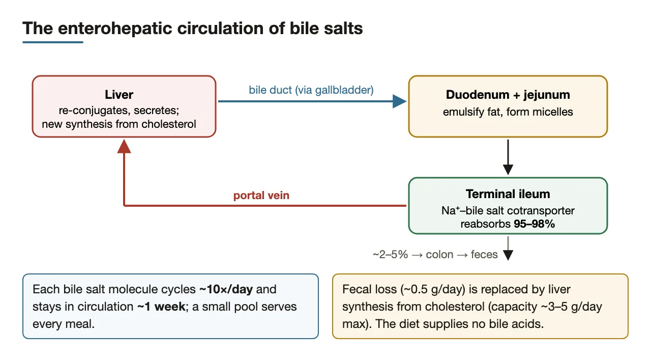 Enterohepatic loop: ileal reabsorption 95–98%, ~10 cycles/day, small fecal loss