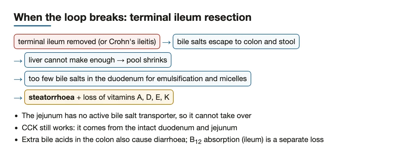 Terminal ileum resection breaks the loop → steatorrhoea and vitamin loss