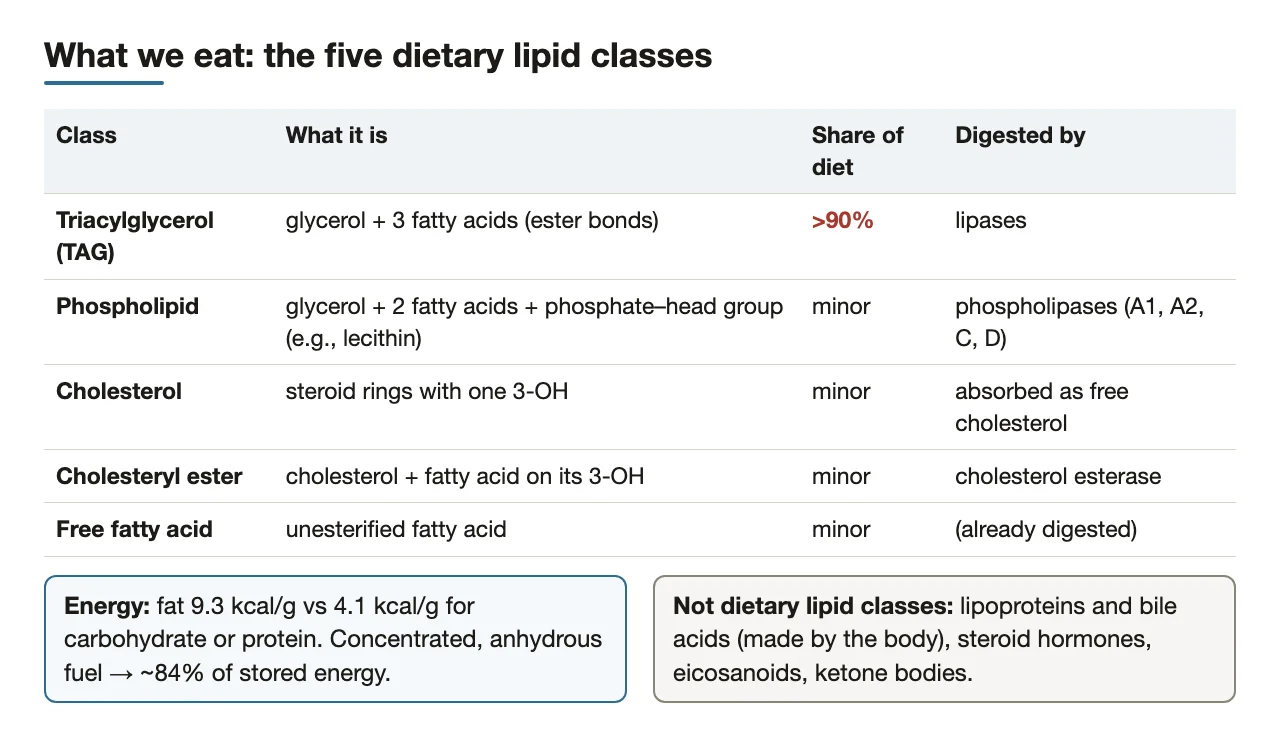 The five dietary lipid classes, what each is, and its digesting enzyme