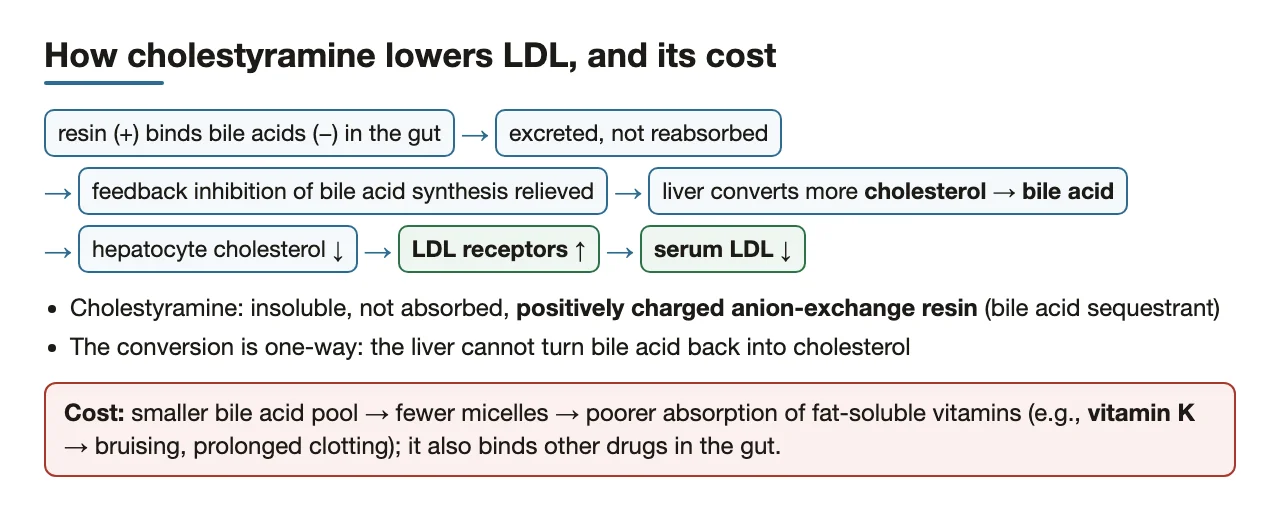 Cholestyramine → more cholesterol to bile acid → LDL receptors up; vitamin K cost