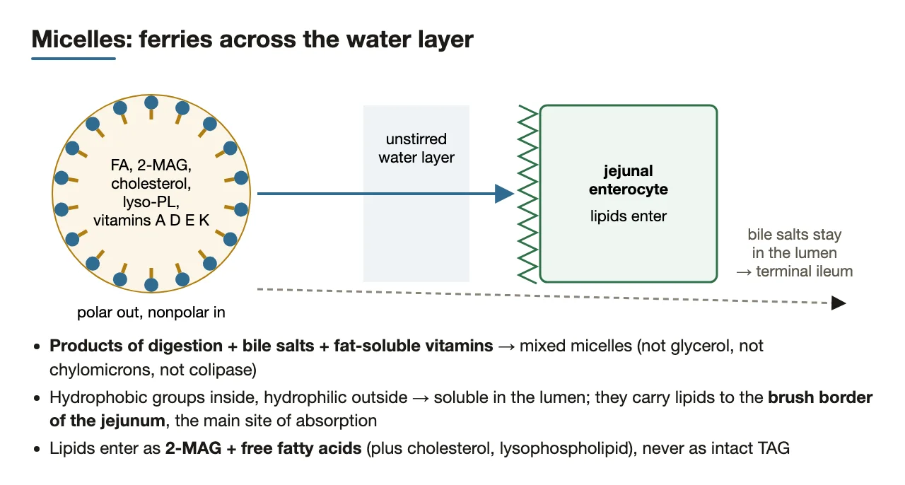 Mixed micelles carry digestion products and vitamins A, D, E, K to the jejunum