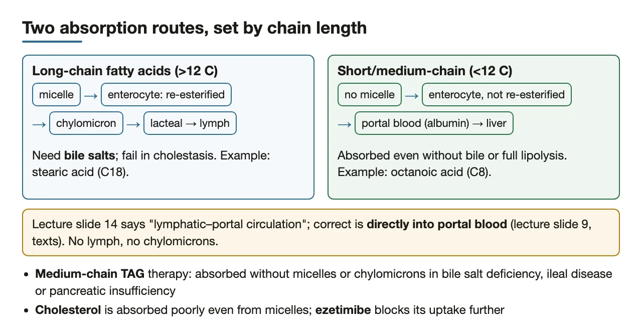 Long chains: micelles → chylomicrons; short/medium chains: straight to portal blood
