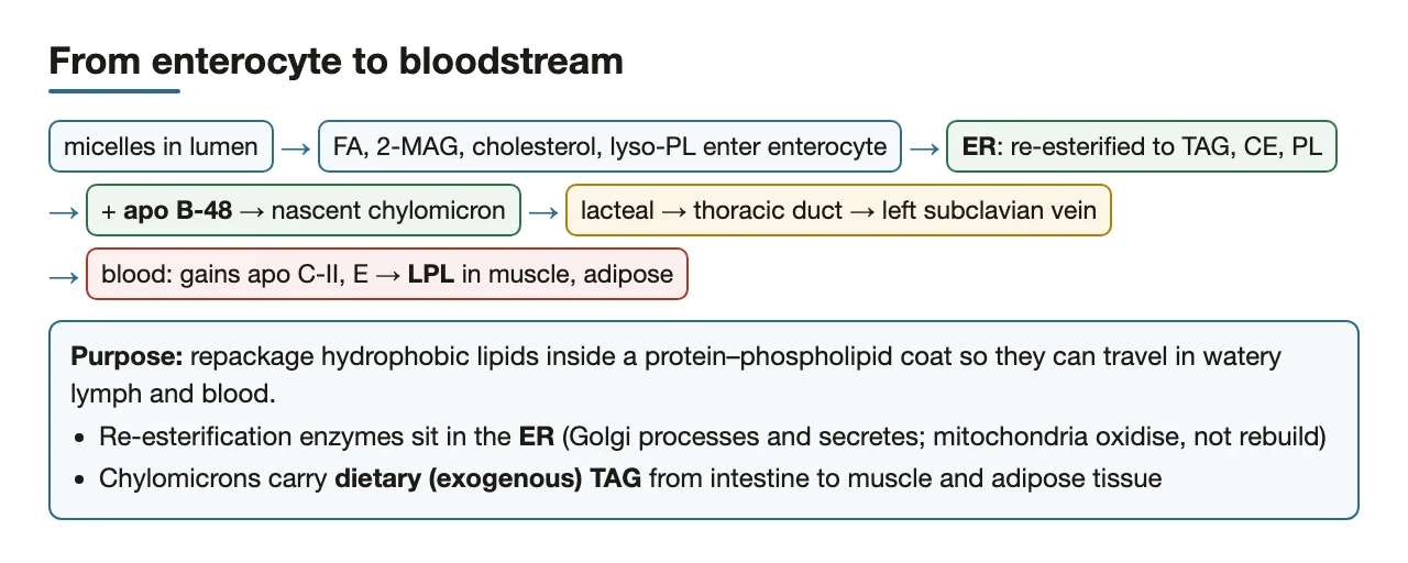 Enterocyte ER re-esterifies, apo B-48 chylomicron leaves via lymph
