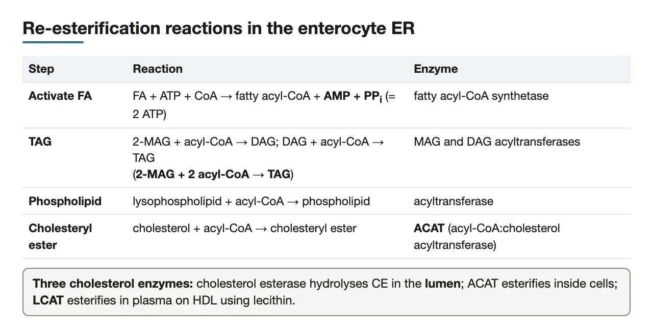 Re-esterification reactions and enzymes; ACAT vs LCAT vs cholesterol esterase