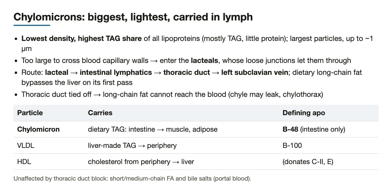 Chylomicrons: lowest density, too big for capillaries, thoracic duct route