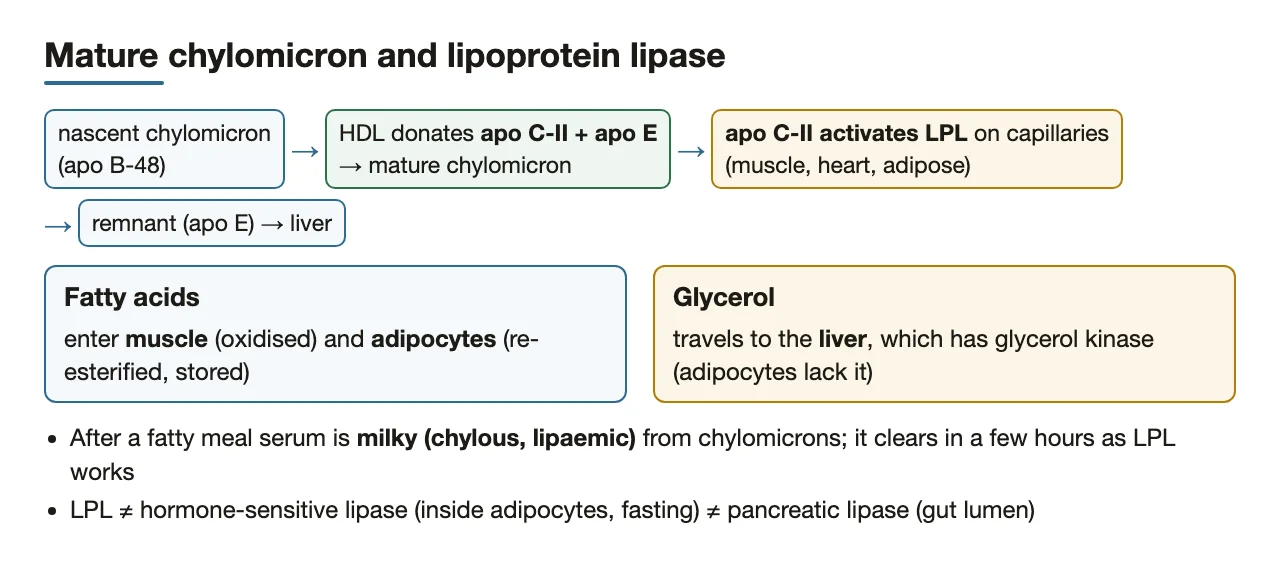 HDL gives apo C-II and E; LPL frees FA to tissues, glycerol to liver