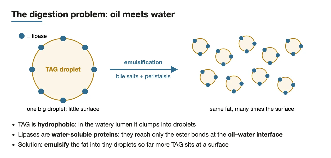 Water-soluble lipase reaches only the droplet surface; emulsification multiplies that surface