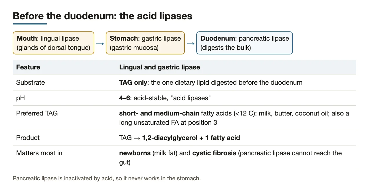 Lingual and gastric lipase: pH 4–6, short/medium-chain TAG, DAG + FA