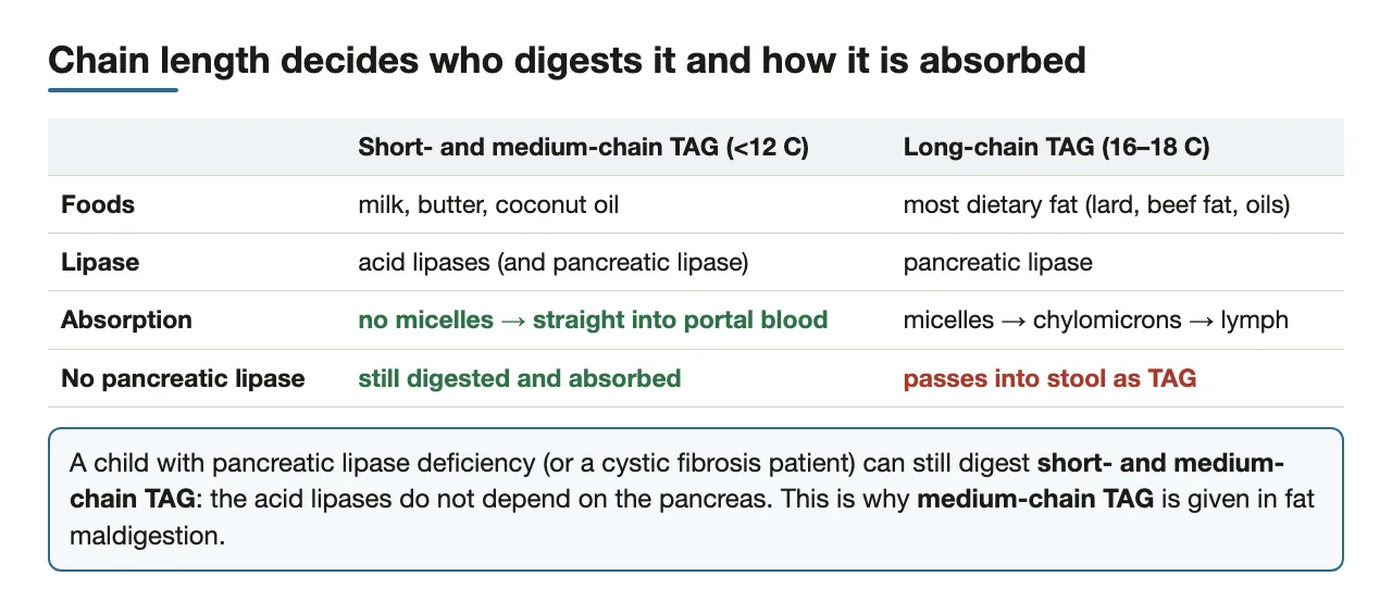 Short/medium vs long-chain TAG: which lipase, which absorption route