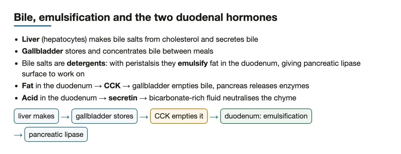 Section preview: liver makes bile, gallbladder stores it, CCK and secretin act