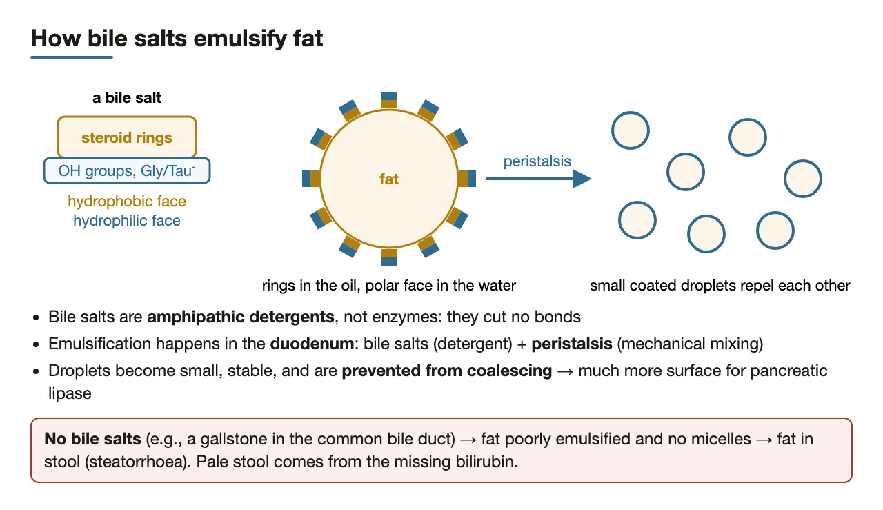 Bile salts coat droplets so they stay small; no bile salts → steatorrhoea