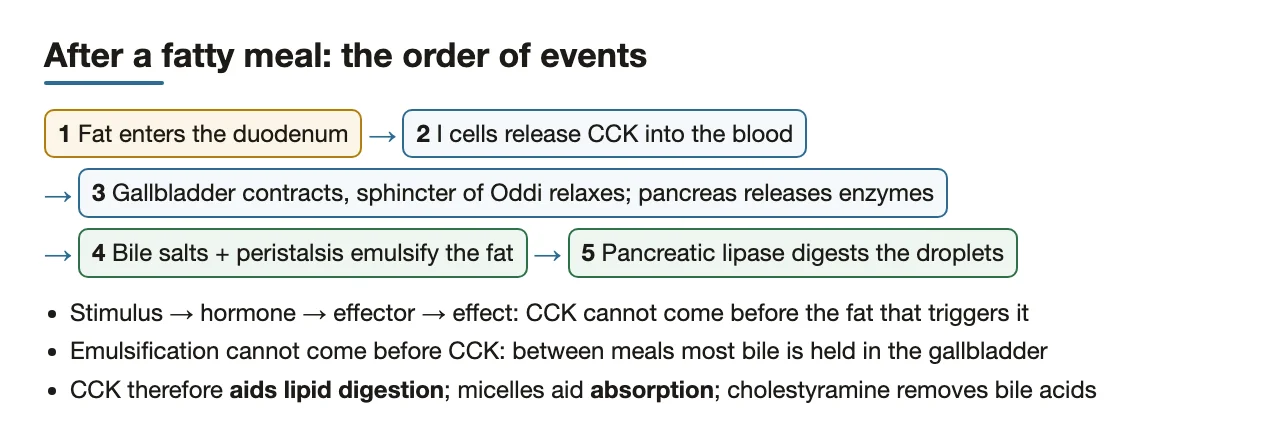 Order after a fatty meal: fat → CCK → bile release → emulsification