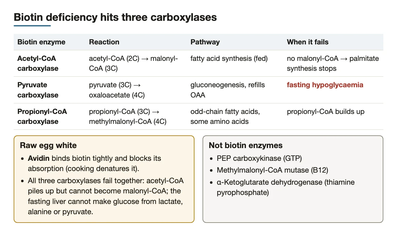 Biotin deficiency: no malonyl-CoA, and no pyruvate carboxylase, so fasting hypoglycaemia.