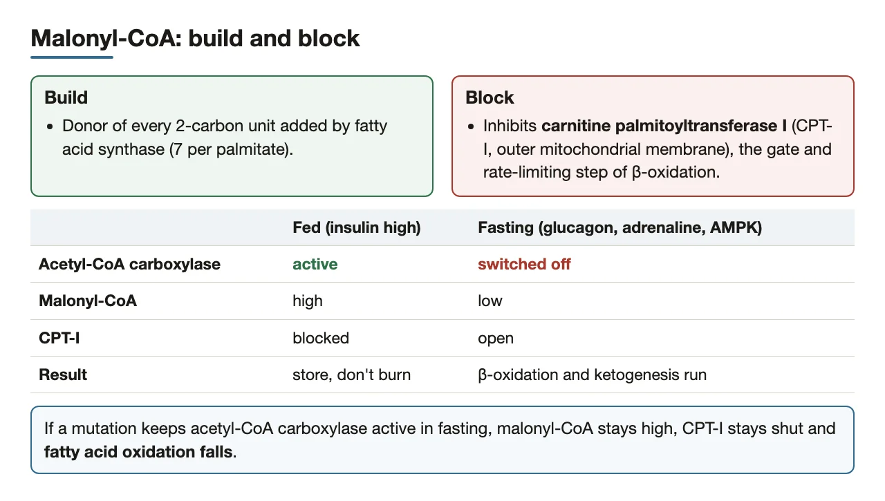 Malonyl-CoA builds fatty acids and blocks CPT-I, so new fat is not burned.