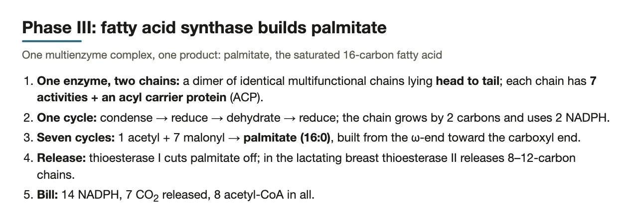 Phase III: one dimer, a four-step cycle, seven turns, palmitate released by thioesterase.