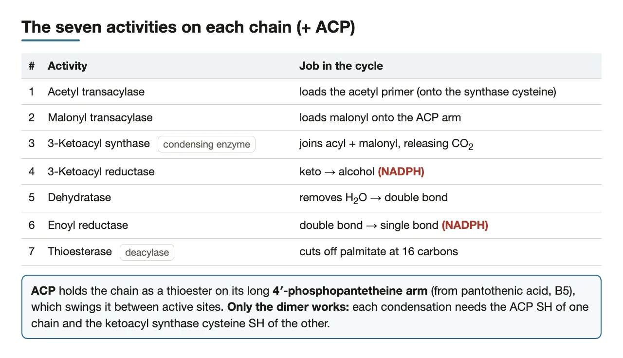 The seven activities in cycle order; ACP's phosphopantetheine arm; why only the dimer works.
