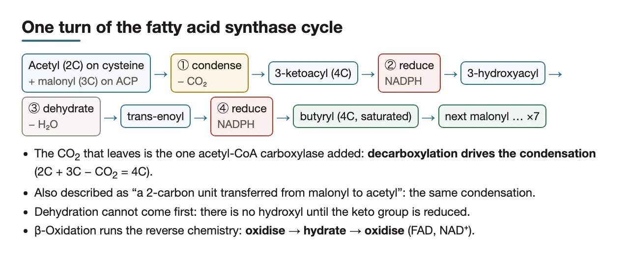 One cycle: condense (−CO2), reduce (NADPH), dehydrate, reduce (NADPH).