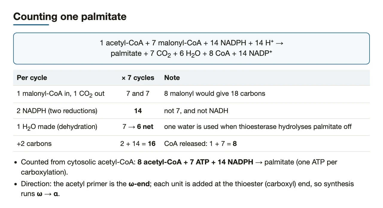 Counting palmitate: 7 malonyl-CoA, 14 NADPH, 7 CO2, 6 H2O, 8 CoA.