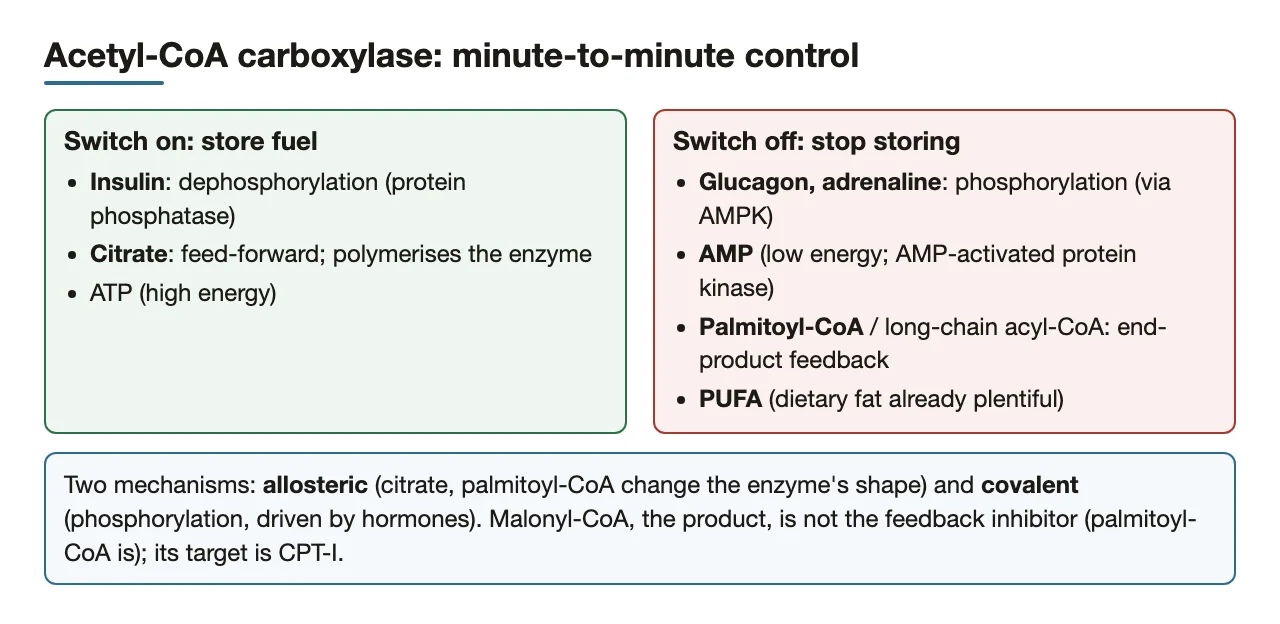 ACC switches: insulin, citrate on; glucagon, adrenaline, AMP, palmitoyl-CoA, PUFA off.