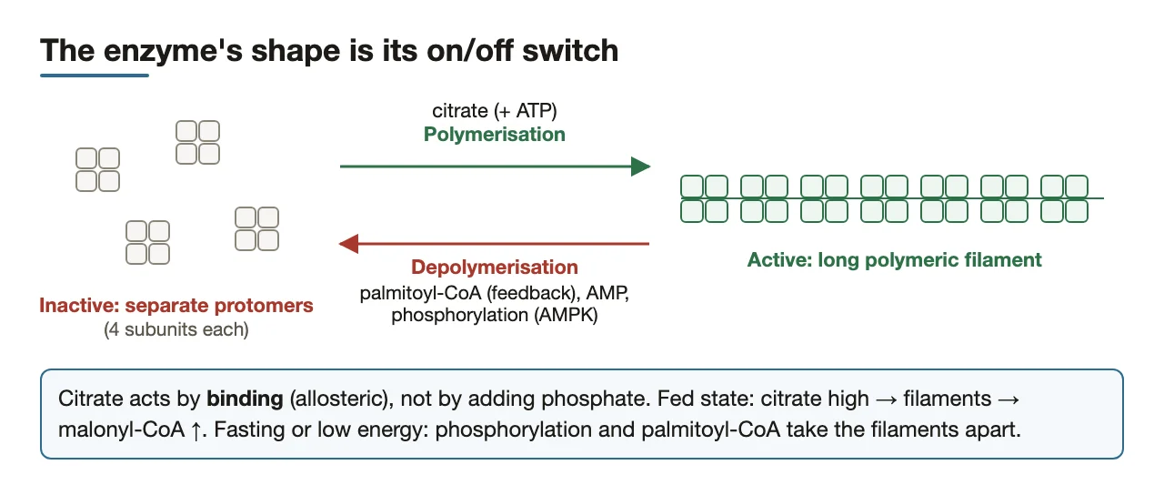 Protomers versus filament: citrate polymerises; palmitoyl-CoA, AMP and phosphorylation take it apart.