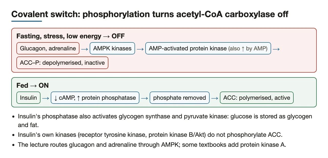 Glucagon/adrenaline → AMPK → ACC-P (off); insulin → ↓cAMP, protein phosphatase → ACC (on).