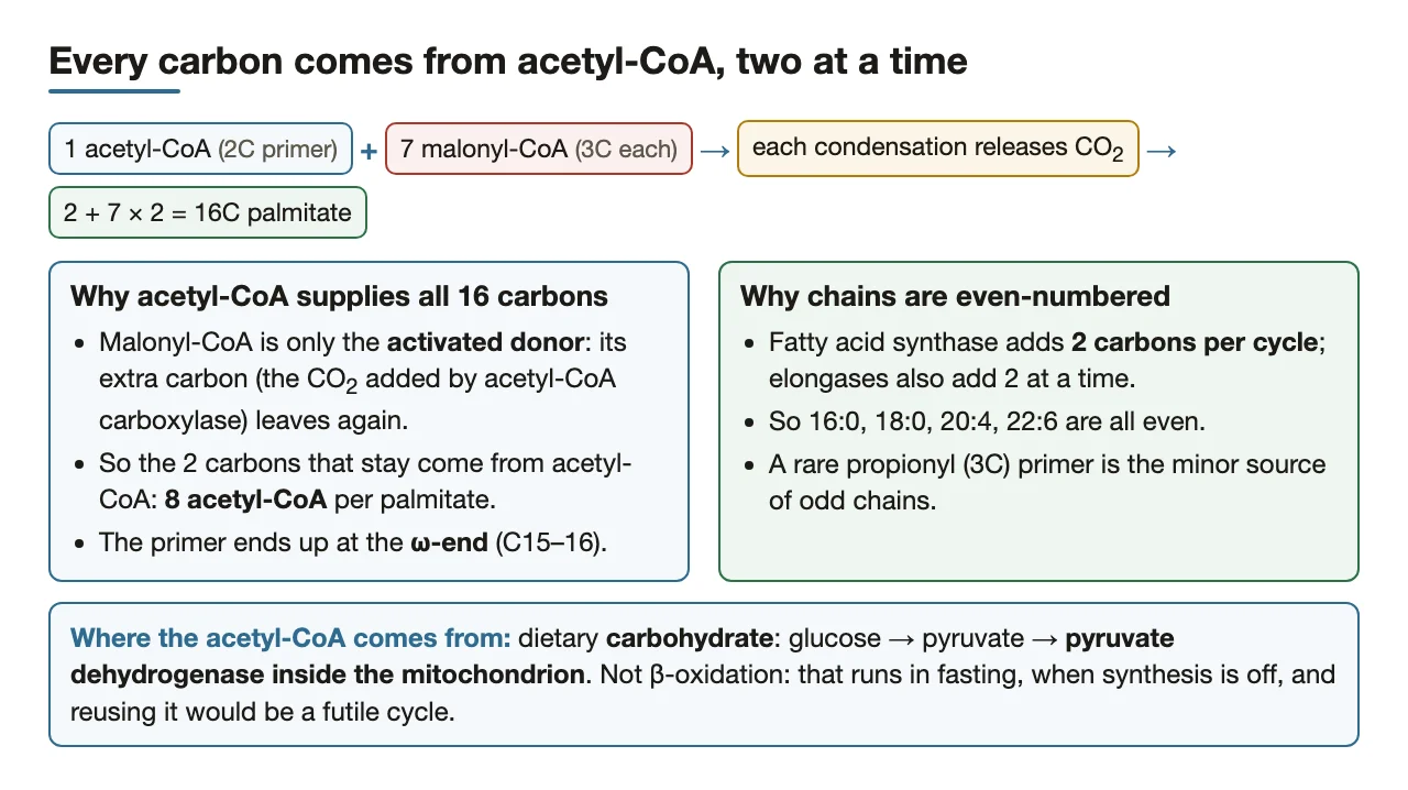 All 16 carbons come from acetyl-CoA, two at a time: even-numbered chains.