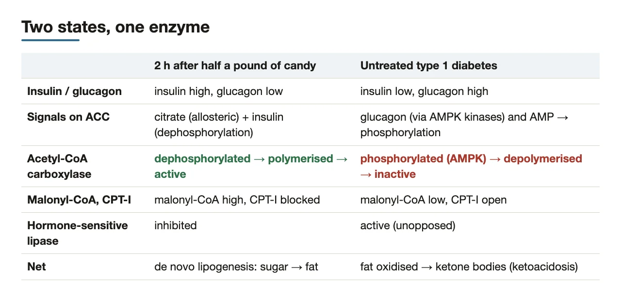Candy meal versus untreated type 1 diabetes: ACC on versus off, and what follows.