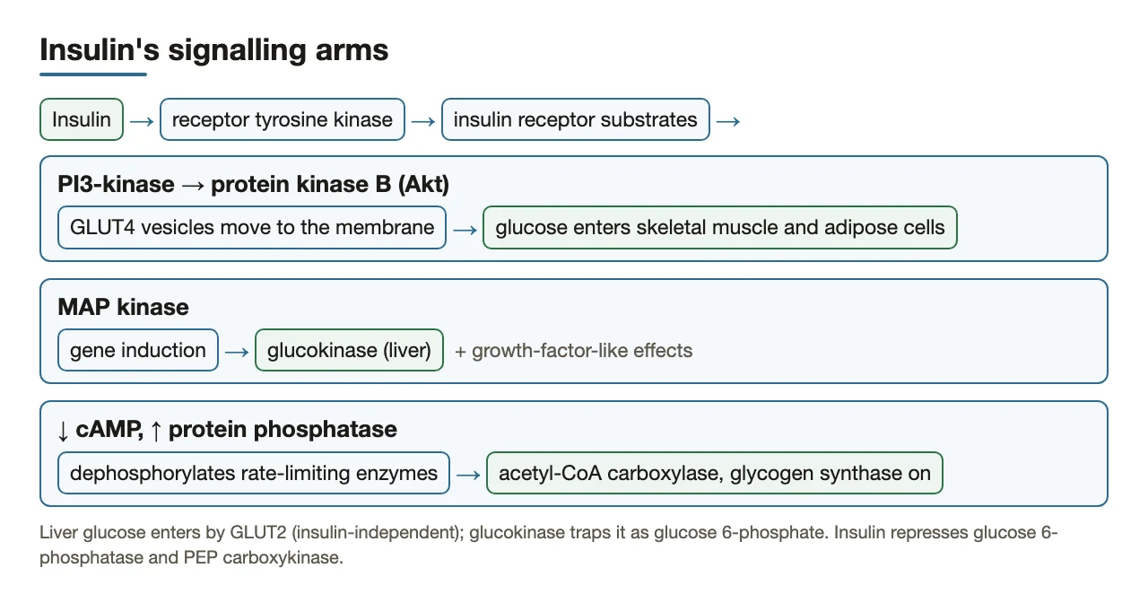 Insulin's arms: PI3-kinase → PKB → GLUT4; MAP kinase → glucokinase; phosphatase dephosphorylates.