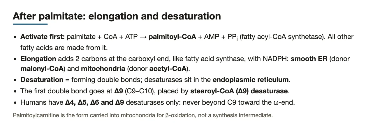 After palmitate: activation, elongation (smooth ER, mitochondria) and ER desaturation, Δ9 first.