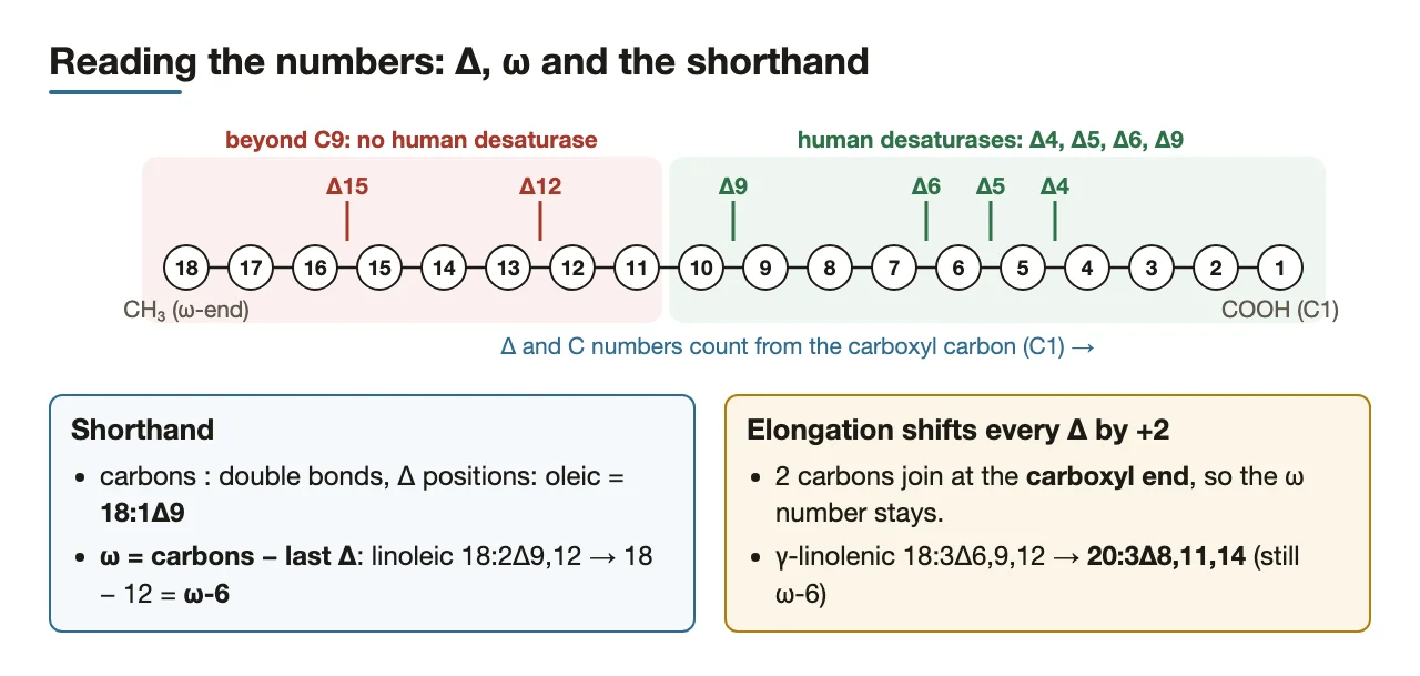 Δ counts from the carboxyl carbon, ω from the methyl end; elongation shifts Δ by 2.