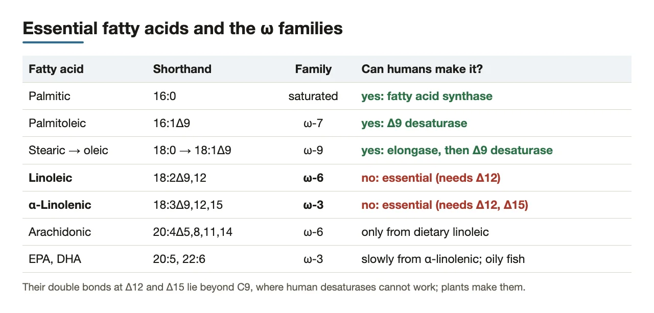 Fatty acids by family: which humans make (saturated, ω-7, ω-9) and which are essential.