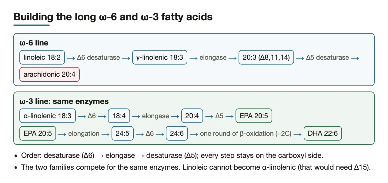 ω-6: linoleic → arachidonic; ω-3: α-linolenic → EPA → DHA, via Δ6, elongase, Δ5.