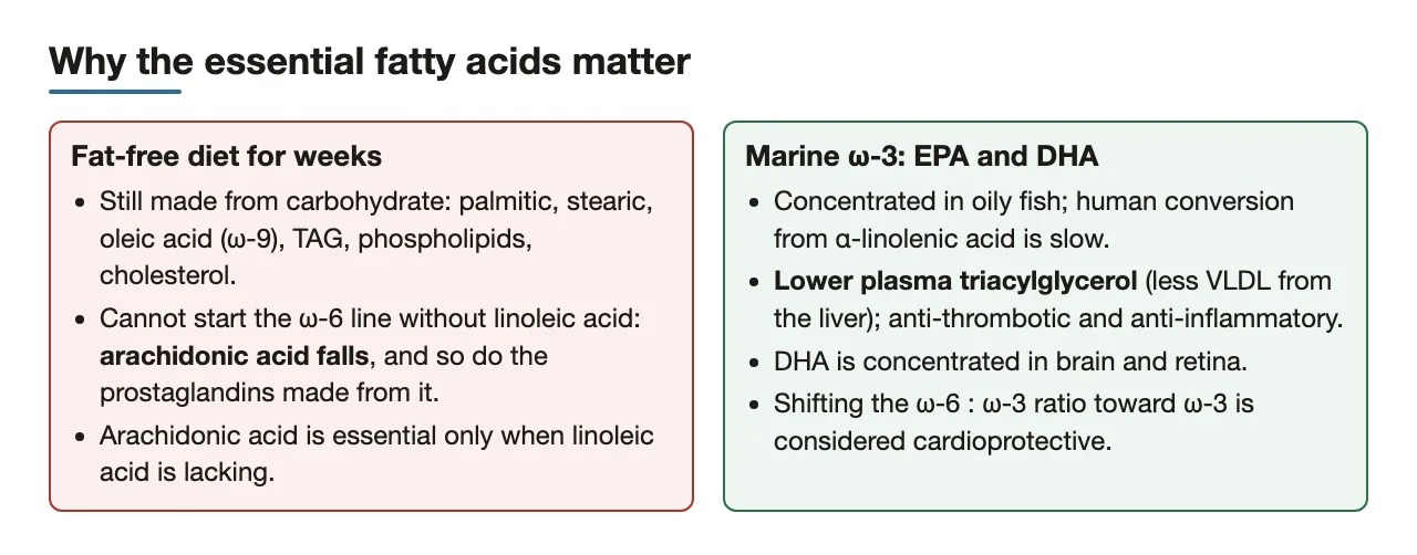 Fat-free diet: arachidonic acid falls; EPA and DHA from oily fish lower plasma TAG.