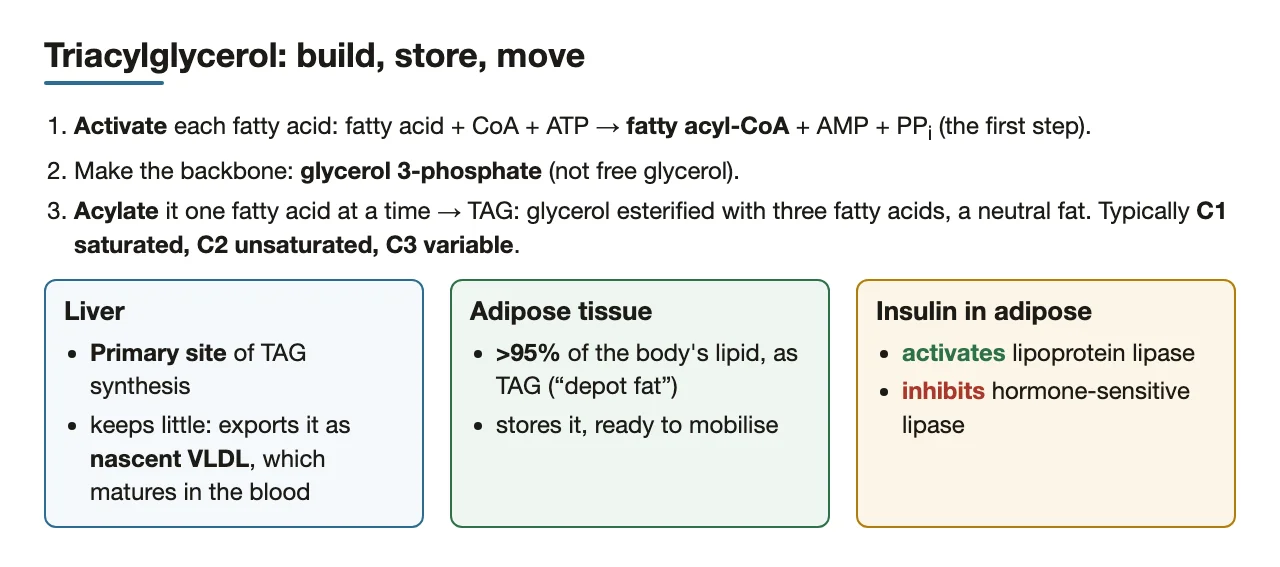 TAG: activate fatty acids, make glycerol 3-phosphate, acylate; liver exports, adipose stores.