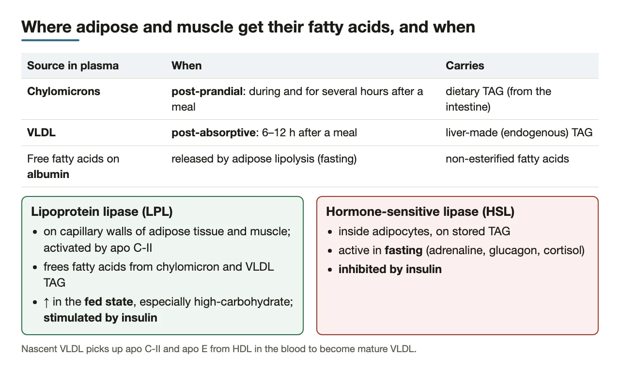 Plasma fatty acid sources by time after a meal; lipoprotein lipase versus hormone-sensitive lipase.