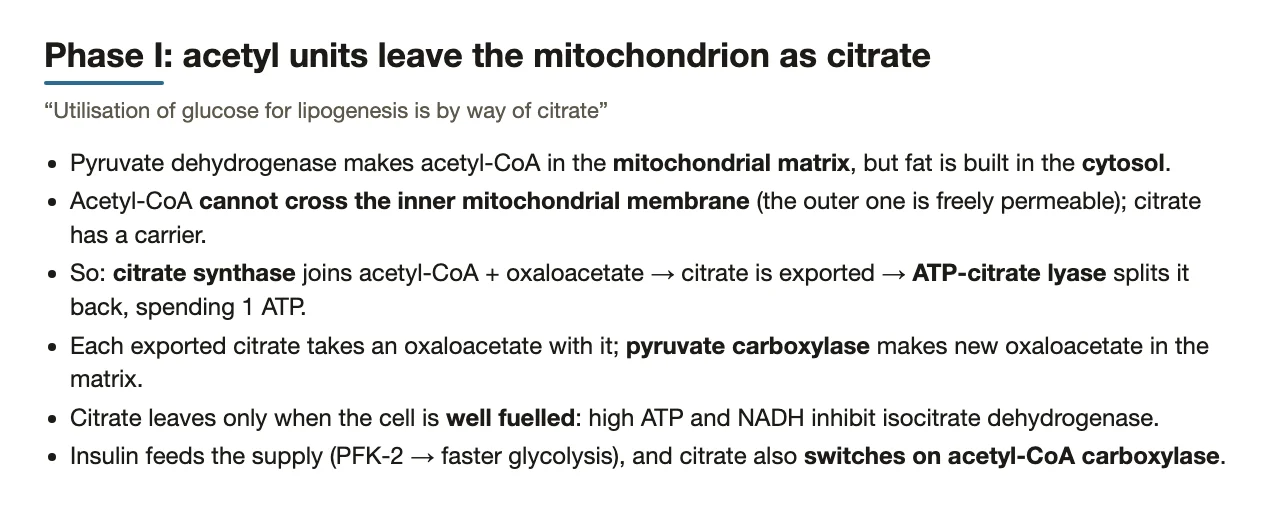 Phase I: why acetyl units must leave the mitochondrion as citrate.