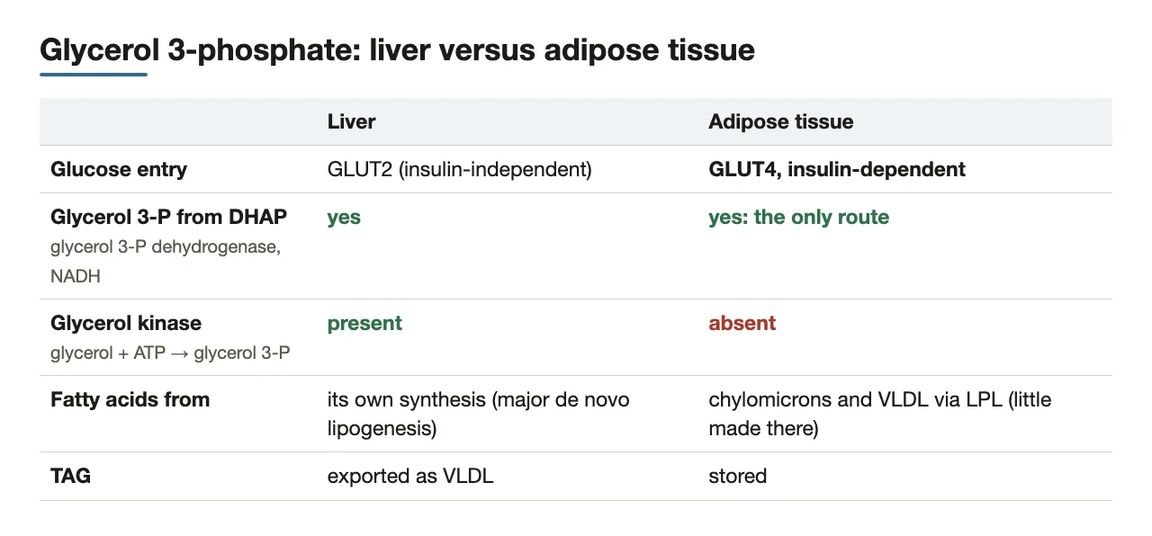 Liver versus adipose: glucose transporter, glycerol 3-phosphate source, fatty acid source, TAG fate.