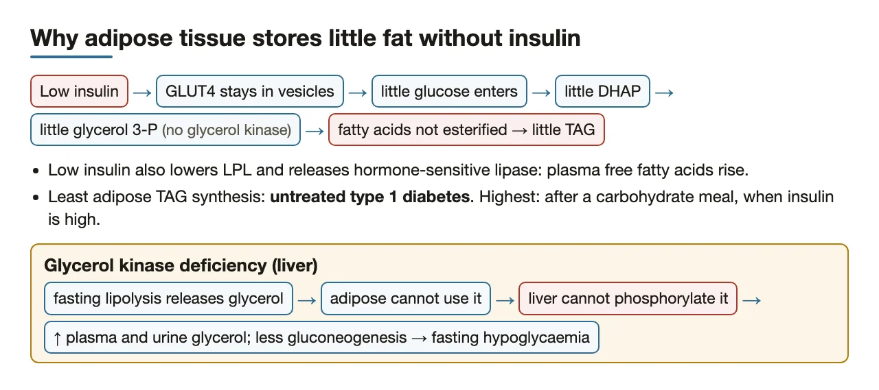 Low insulin starves adipose of glycerol 3-phosphate; glycerol kinase deficiency raises blood glycerol.