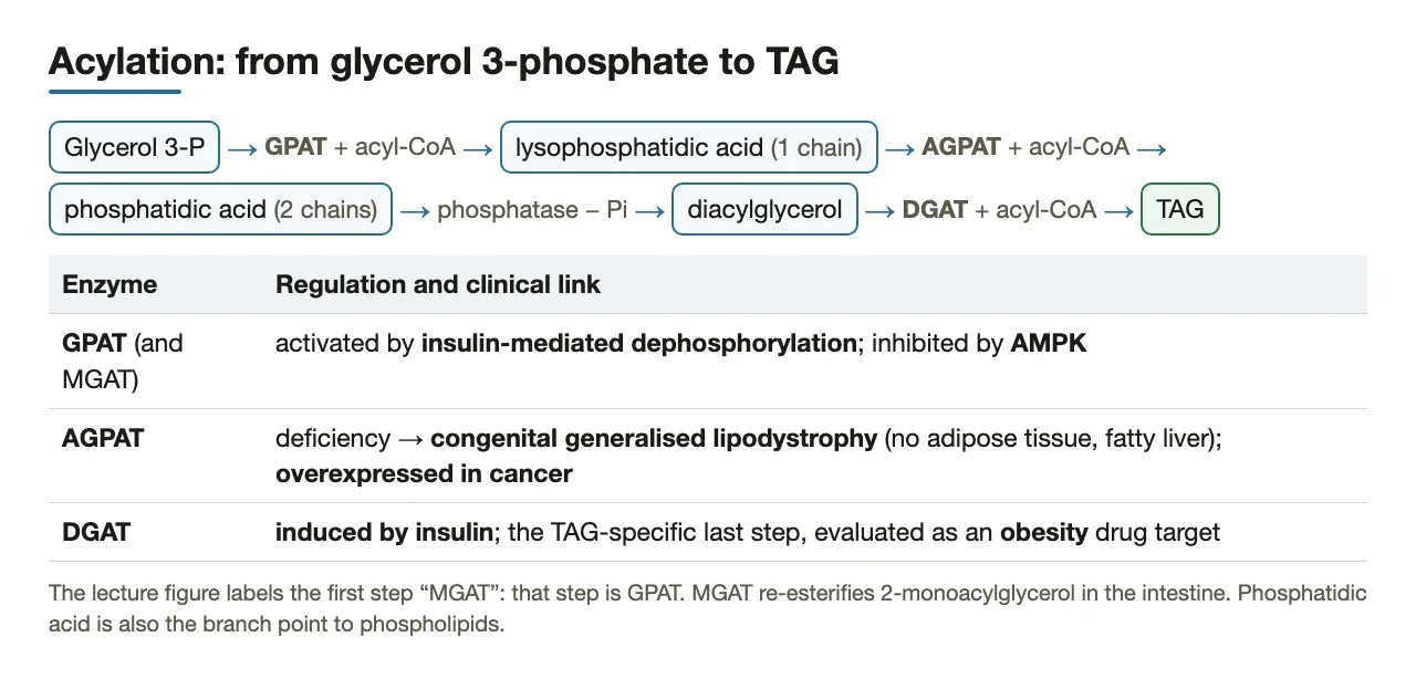 Acylation order GPAT → AGPAT → phosphatase → DGAT, with regulation and clinical links.