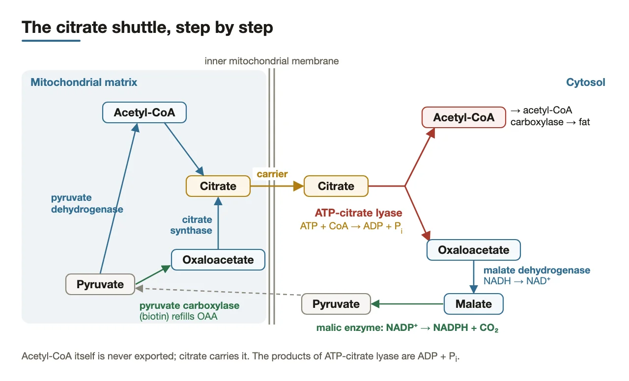 Citrate shuttle: citrate synthase, carrier, ATP-citrate lyase; pyruvate carboxylase refills oxaloacetate.